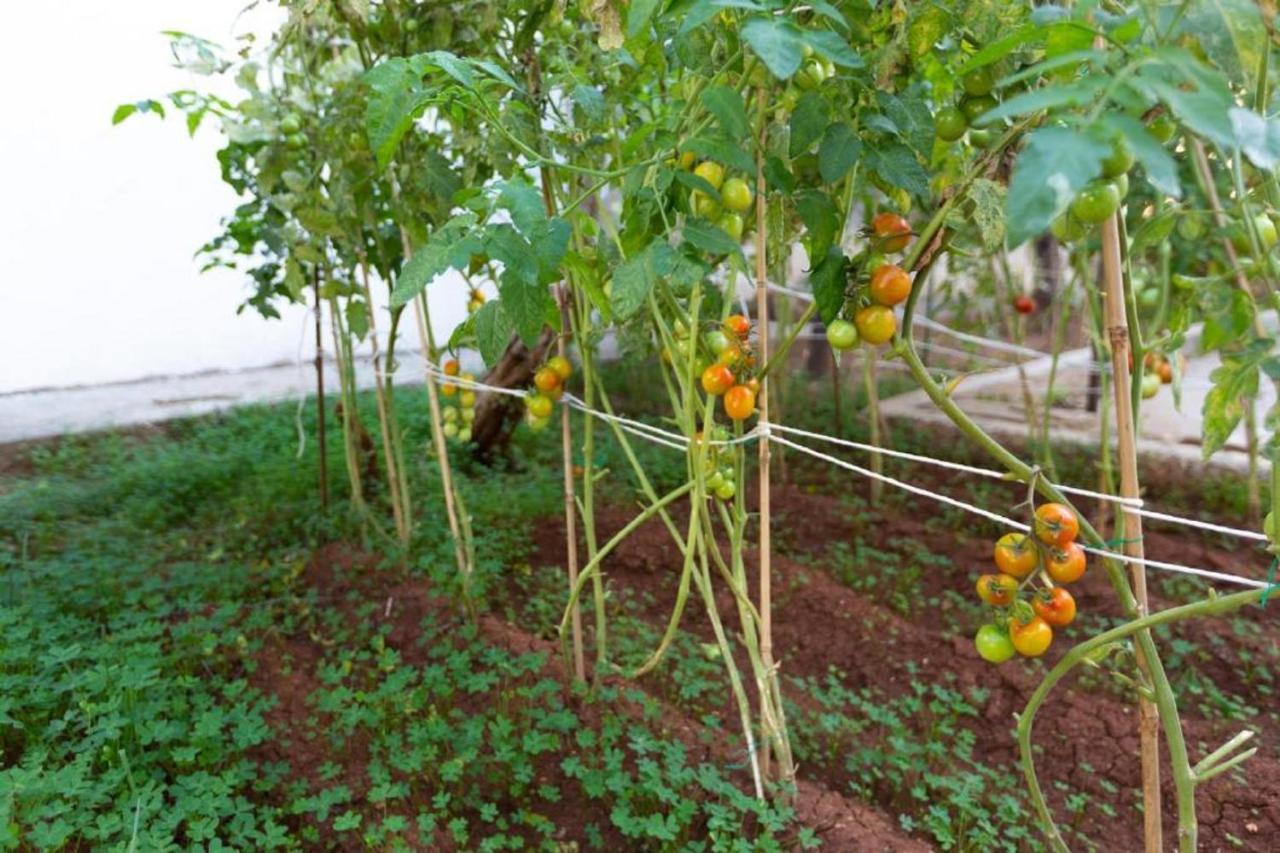 Laila'S Cozy Garden House & Studio ลาร์นาคา ภายนอก รูปภาพ